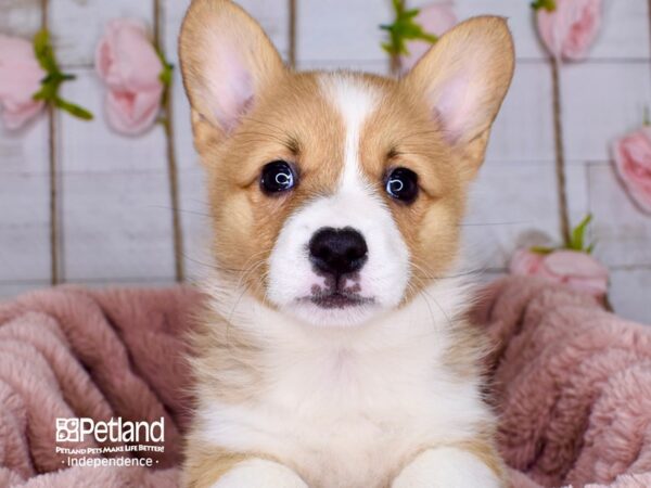 Pembroke Welsh Corgi-DOG-Female-Sable-3758-Petland Independence & Lee's Summit, MO