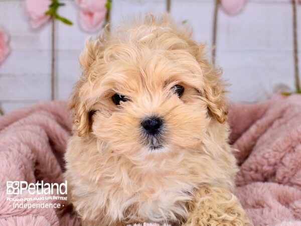 Peek-A-Poo DOG Male Apricot 3746 Petland Independence, Missouri