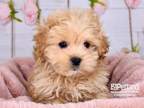 Peek-A-Poo-DOG-Female-Apricot-3747-Petland Independence & Lee's Summit, MO