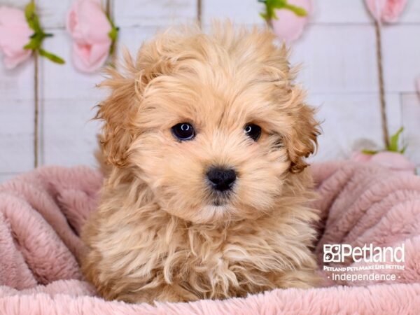 Peek-A-Poo DOG Female Apricot 3747 Petland Independence, Missouri