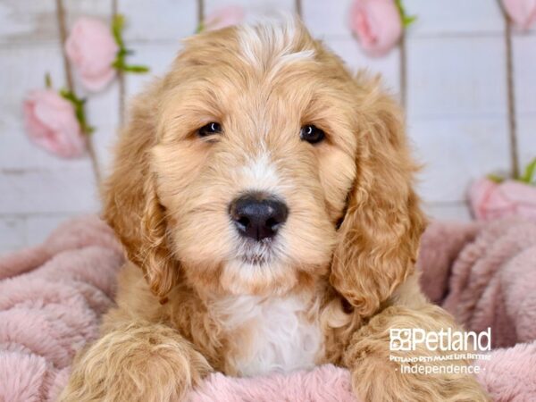 Goldendoodle-DOG-Female-Golden-3774-Petland Independence & Lee's Summit, MO