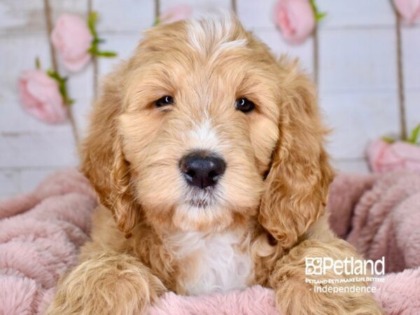 Goldendoodle DOG Female Golden 3774 Petland Independence, Missouri