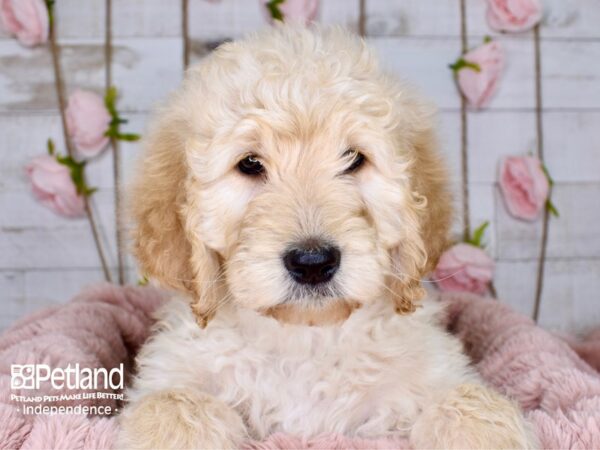 Goldendoodle DOG Female Golden 3773 Petland Independence, Missouri