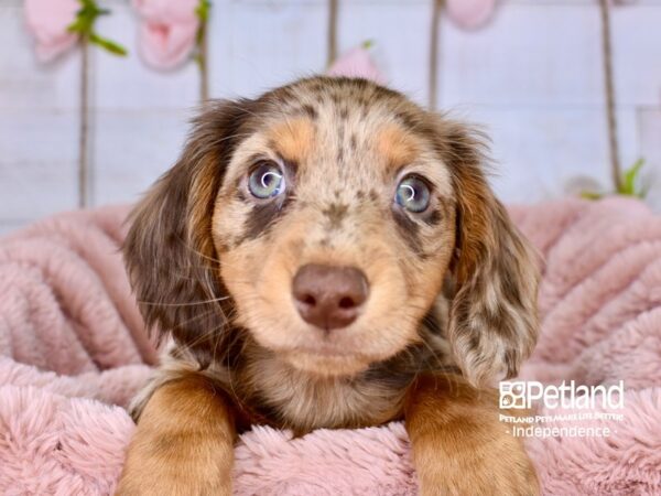 Dachshund DOG Male Chocolate and Tan Dapple 3745 Petland Independence, Missouri