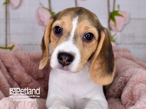 Beagle-DOG-Female-Black and Tan-3754-Petland Independence, Missouri