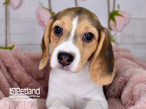 Beagle DOG Female Black and Tan 3754 Petland Independence, Missouri