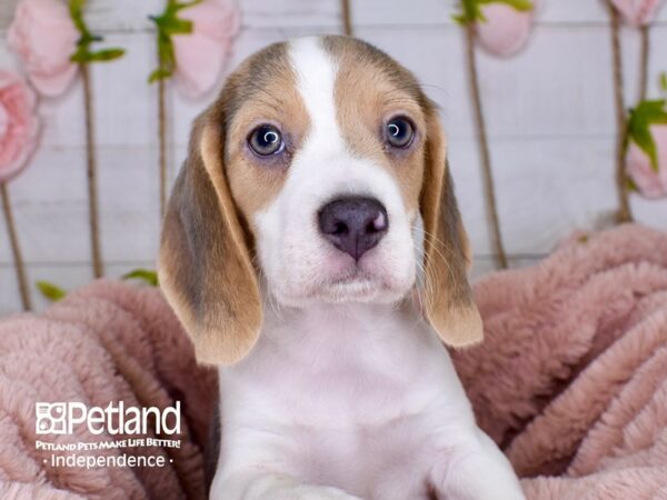 Beagle DOG Male Blue and Tan 3750 Petland Independence, Missouri