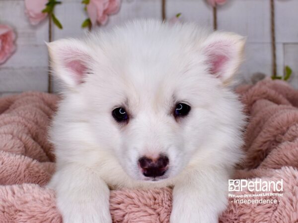 American Eskimo-DOG-Female-White-3762-Petland Independence, Missouri