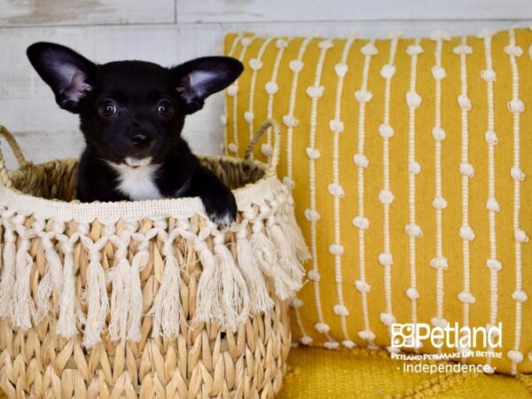 Chihuahua-DOG-Male-Black-3806-Petland Independence & Lee's Summit, MO