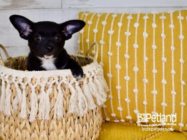 Chihuahua DOG Male Black 3806 Petland Independence, Missouri