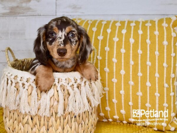 Dachshund-DOG-Male-Chocolate & Tan Dapple-3789-Petland Independence & Lee's Summit, MO