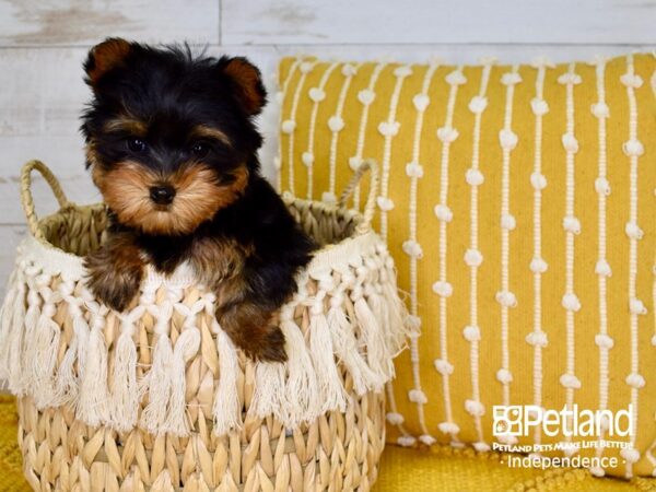 Yorkshire Terrier-DOG-Female-Black & Tan-3802-Petland Independence & Lee's Summit, MO