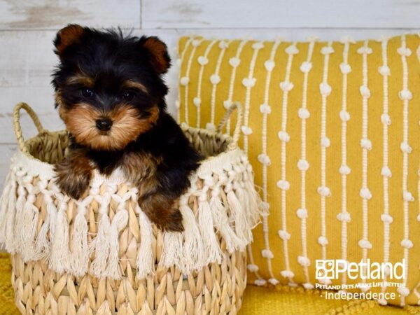 Yorkshire Terrier DOG Female Black & Tan 3802 Petland Independence, Missouri