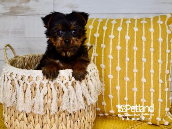 Yorkshire Terrier DOG Male Black & Tan 3801 Petland Independence, Missouri