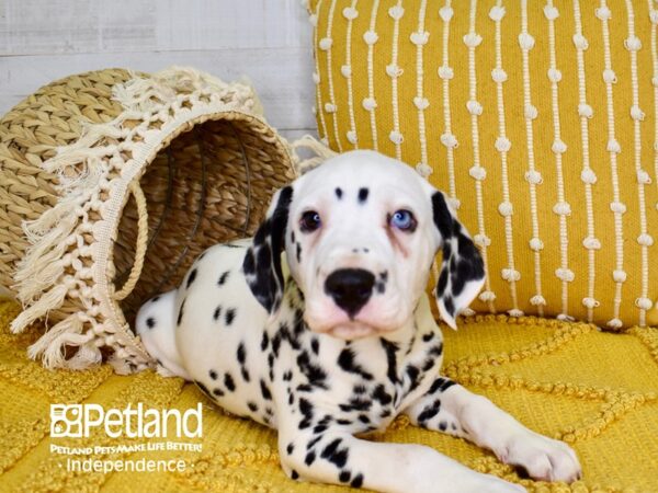 Dalmation-DOG-Male-White-3800-Petland Independence & Lee's Summit, MO