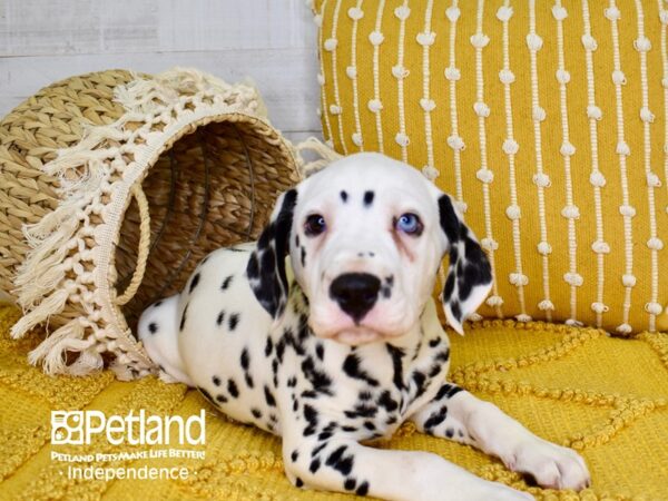 Dalmation-DOG-Male-White-3800-Petland Independence, Missouri