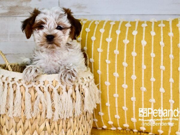 Shih Poo DOG Male Red & White 3791 Petland Independence, Missouri