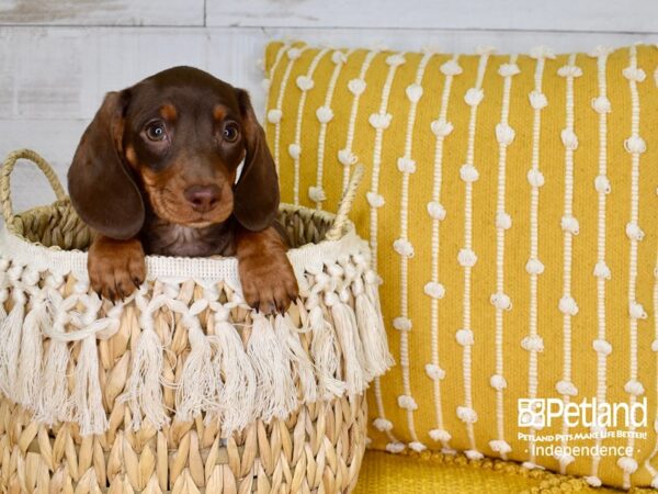 Dachshund-DOG-Female-Chocolate & Tan-3779-Petland Independence & Lee's Summit, MO