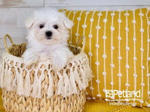 Maltese DOG Male White 3803 Petland Independence, Missouri