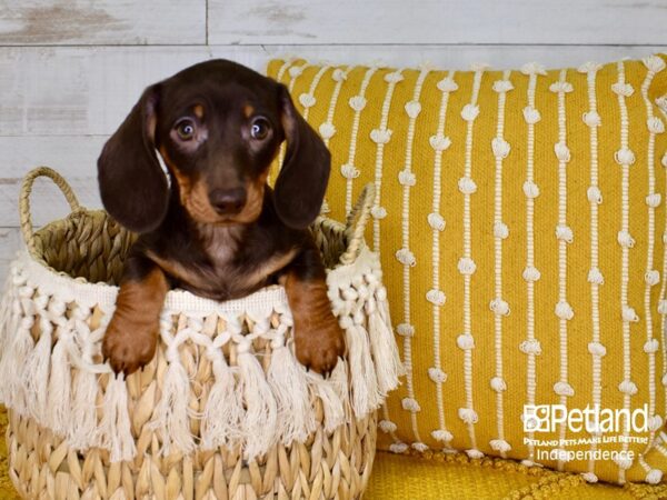 Dachshund-DOG-Female-Chocolate & Tan-3780-Petland Independence & Lee's Summit, MO