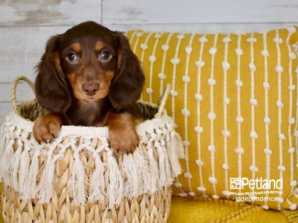 Dachshund-DOG-Female-Chocolate & Tan-3781-Petland Independence & Lee's Summit, MO
