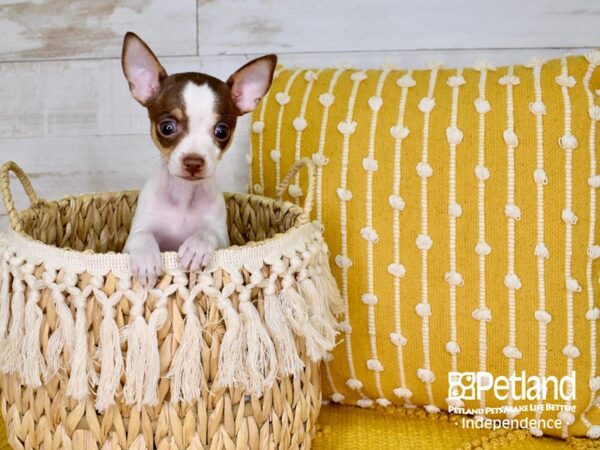 Jackchi DOG Male Brown & White 3811 Petland Independence, Missouri