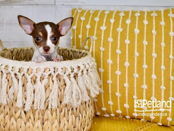 Jackchi DOG Female Brown & White 3812 Petland Independence, Missouri