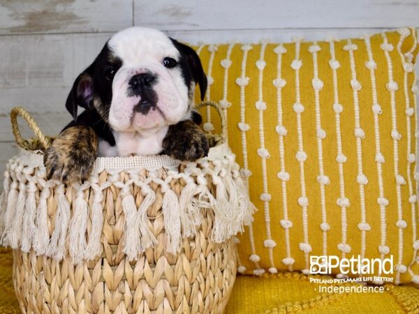 English Bulldog-DOG-Female-Black and Tan-3782-Petland Independence, Missouri