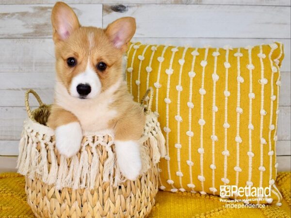 Pembroke Welsh Corgi-DOG-Female-Red-3757-Petland Independence & Lee's Summit, MO