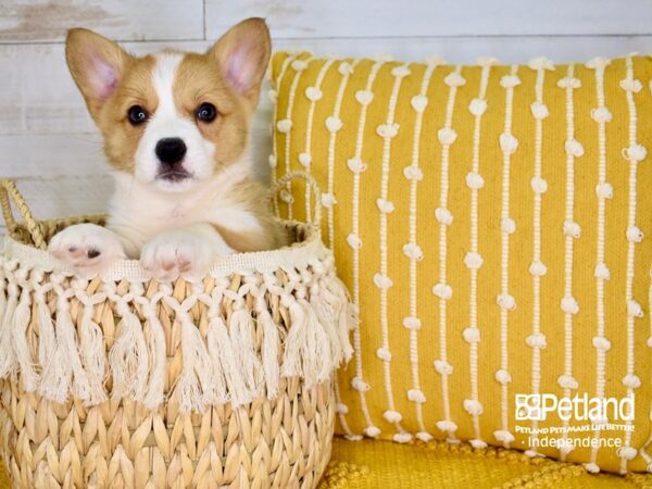 Pembroke Welsh Corgi-DOG-Male-Sable-3760-Petland Independence, Missouri