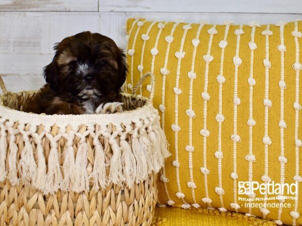 Shih Poo-DOG-Male-Brindle-3790-Petland Independence & Lee's Summit, MO