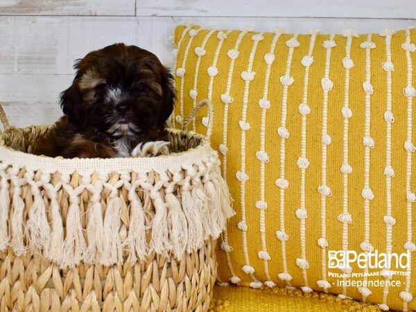 Shih Poo-DOG-Male-Brindle-3790-Petland Independence, Missouri