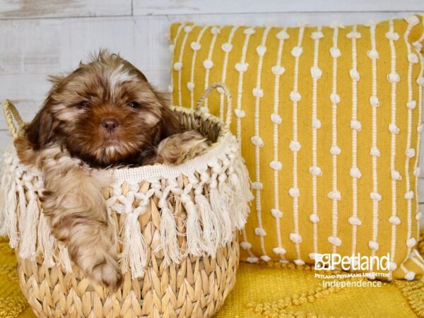 Shih Tzu-DOG-Male-Liver and White-3786-Petland Independence, Missouri