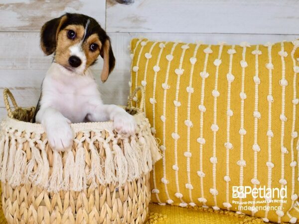 Wire Fox Beagle DOG Female Tri-Color 3794 Petland Independence, Missouri