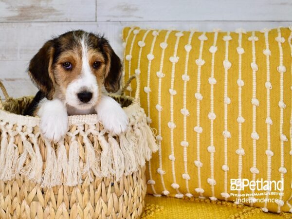 Wire Fox Beagle DOG Male Tri-Color 3793 Petland Independence, Missouri