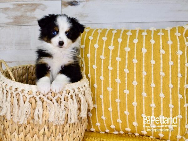 Toy Australian Shepherd-DOG-Male-Black Tri-Color-3797-Petland Independence & Lee's Summit, MO