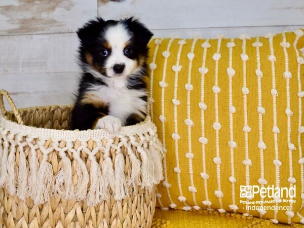 Toy Australian Shepherd-DOG-Male-Black Tri-Color-3796-Petland Independence & Lee's Summit, MO