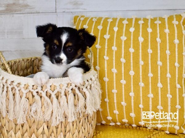 Toy Australian Shepherd-DOG-Female-Black Tri-Color-3795-Petland Independence & Lee's Summit, MO