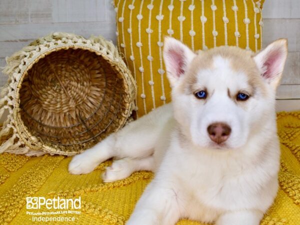 Siberian Husky-DOG-Female-Silver-3809-Petland Independence & Lee's Summit, MO