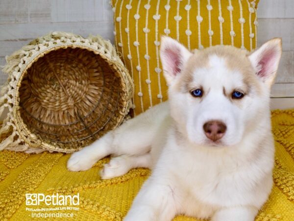 Siberian Husky-DOG-Female-Silver-3809-Petland Independence, Missouri