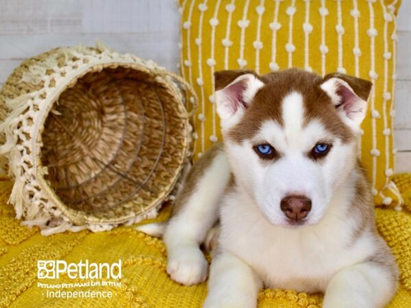 Siberian Husky-DOG-Female-Red & White-3808-Petland Independence, Missouri