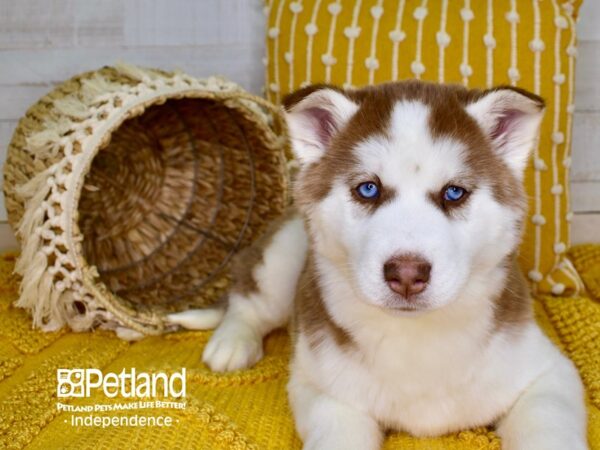 Siberian Husky-DOG-Female-Red & White-3807-Petland Independence, Missouri