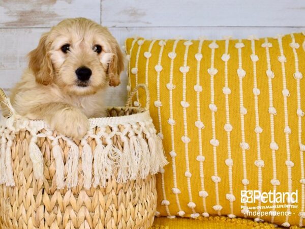 Miniature Goldendoodle-DOG-Male-Golden-3798-Petland Independence, Missouri