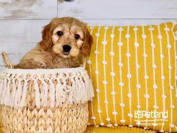 Miniature Goldendoodle-DOG-Male-Red-3799-Petland Independence, Missouri