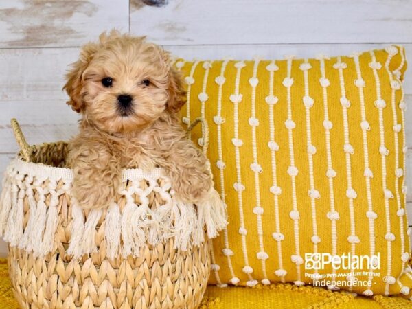 Peek-A-Poo DOG Male Apricot 3784 Petland Independence, Missouri