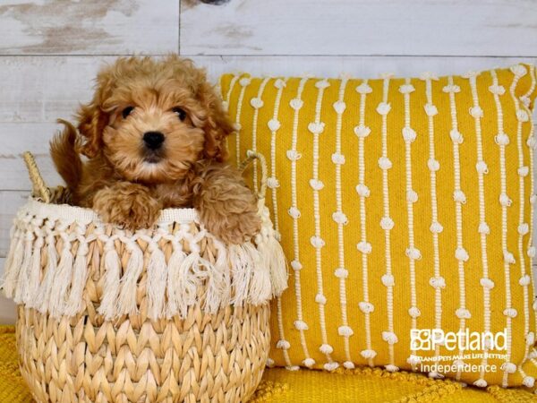 Peek-A-Poo DOG Male Apricot 3783 Petland Independence, Missouri