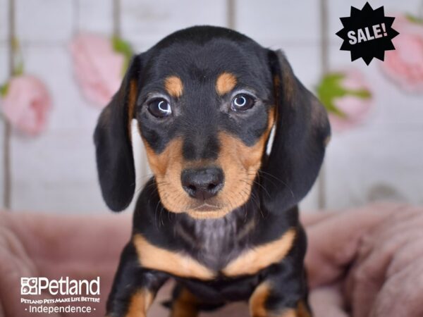 Dachshund DOG Female Black and Tan 3608 Petland Independence, Missouri