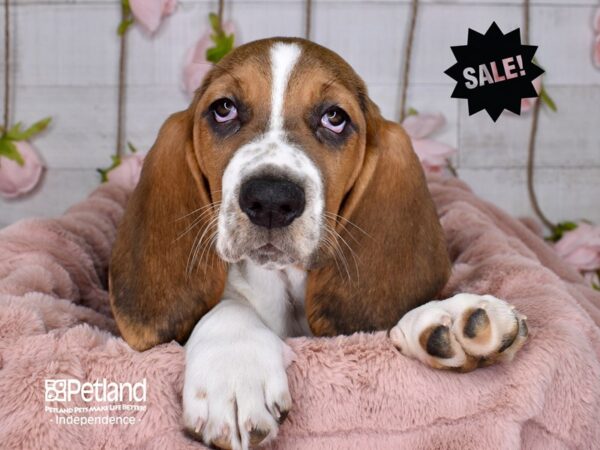 Basset Hound-DOG-Female-Tri-Color-3597-Petland Independence & Lee's Summit, MO