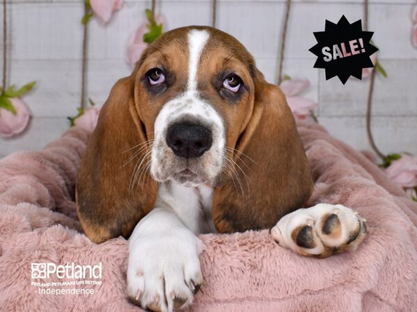 Basset Hound DOG Female Tri-Color 3597 Petland Independence, Missouri