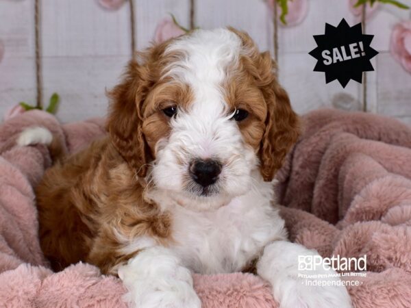 Mini Goldendoodle DOG Male 3655 Petland Independence, Missouri